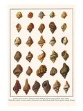 Tritons, False Fususes, Neptune Whelk, Ridged African Tritons,Drills, Rock Shells, etc. Print by Albertus Seba