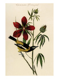 Common Troupial Prints by John James Audubon