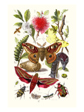 Emperor Moth, Elephant Hawk Moth, Tortoise Beetle Plakat af James Sowerby