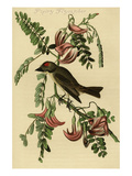 Gobe-mouches Photographie par John James Audubon