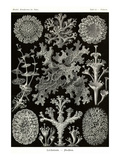 Lichens Prints by Ernst Haeckel