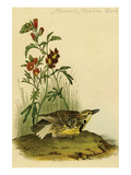 Missouri Meadow Lark Prints by John James Audubon