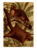 East Indian Flying Squirrel Photo by F.W. Kuhnert