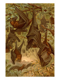 Hanging Bats Photo by F.W. Kuhnert