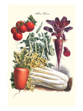 Vegetables; Carrot, Beet, Tomato, and Celery Posters by Philippe-Victoire Leveque de Vilmorin