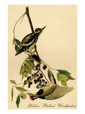Yellow Bellied Woodpecker Poster by John James Audubon