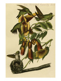 Ruby Throated Humming Bird Poster by John James Audubon