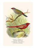 Sydney Waxbill and Australian Fire Finch Prints by F.w. Frohawk
