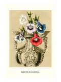 Gloxinias, Poster von Louis Van Houtte