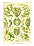 Siphoneae Hydrozoa Prints by Ernst Haeckel