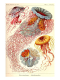 Jelly Fish Prints by Ernst Haeckel