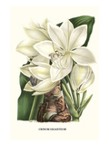 Crinum Giganteum - Medicinal Kunstdrucke von Louis Van Houtte