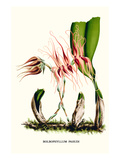 Orchidee (Kleinformat) Poster von Louis Van Houtte
