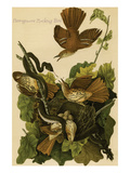 Ferruginous Mocking Bird Posters by John James Audubon