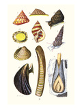 Sea Shells: Livid Top, Yellow Periwinkle,Wentletrap, Cockle, Razorshell, Mussel Plakater af James Sowerby