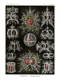 Stephoidea Posters by Ernst Haeckel