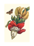 Banana Tree and Moths Prints by Maria Sibylla Merian