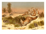 Desert Fox Prints by F.W. Kuhnert
