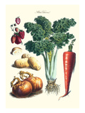 Vegetables; Celery, Strawberry, Onion, Carrot, and Potato Posters by Philippe-Victoire Leveque de Vilmorin