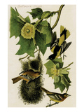 Baltimore Oriole Photo by John James Audubon