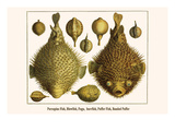 Porcupine Fish, Blowfish, Fugu, Burrfish, Puffer Fish, Banded Puffer Posters by Albertus Seba