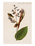 American Golden Crested Wren Print by John James Audubon