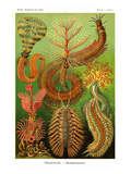 Worms Posters by Ernst Haeckel