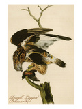 Rough Legged Buzzard Posters by John James Audubon