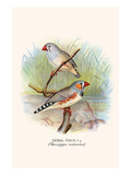 Zebra Finch Prints by F.w. Frohawk