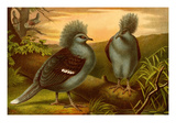 Crowned Pigeons Poster by F.W. Kuhnert