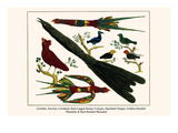 Grackle, Parrots, Cardinal, Red-Legged Honey Creeper, Speckled Tanger, Golden-Headed Manakin, etc. Posters by Albertus Seba