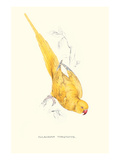 Rose Ringed Parrot (Yellow) - Psittacula Krameri Prints by Edward Lear