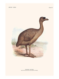 Pezophaps Solitaria Posters by Lionel Walter Rothschild