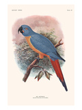 Ara Erythrura Prints by Lionel Walter Rothschild