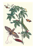 Bellyache Bush with a Giant Sphinx Moth and a Metalmark Butterfly Poster af Maria Sibylla Merian