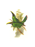 Black Throated Toucanet Posters by John Gould