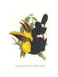 Choco Toucan Affiche par John Gould
