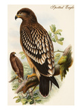 Spotted Eagle Posters by John Gould