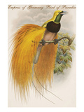 Empress of Germany Bird of Paradise. Posters by John Gould