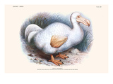 Didus Solitarius Dodo Posters by Lionel Walter Rothschild