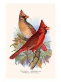 Virginian Cardinal Prints by F.w. Frohawk