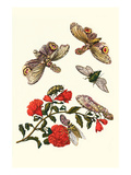 Sundown Cicada and a Peanut-Headed Lantern Fly Print by Maria Sibylla Merian