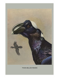 Thick Billed Raven Posters by Louis Agassiz Fuertes