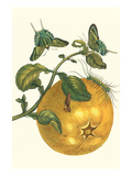 Pomelo Fruit with Urania Moth Posters by Maria Sibylla Merian