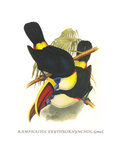 Whie-Throated or Red-Bulled Toucan Posters by John Gould