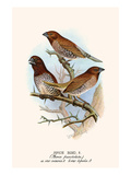 Spice Bird Prints by F.w. Frohawk
