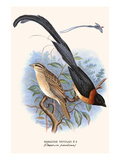 Paradise Whydah Prints by F.w. Frohawk