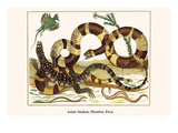 Asian Snakes, Monitor, Peru Prints by Albertus Seba