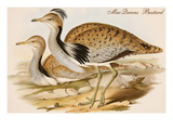 Macqueens Bustard Poster by John Gould