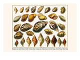 Marginate Tun, Spiny Bonnet, Pacific Grinning Tuns, Grinning Tuns, Major Harps, etc. Poster by Albertus Seba